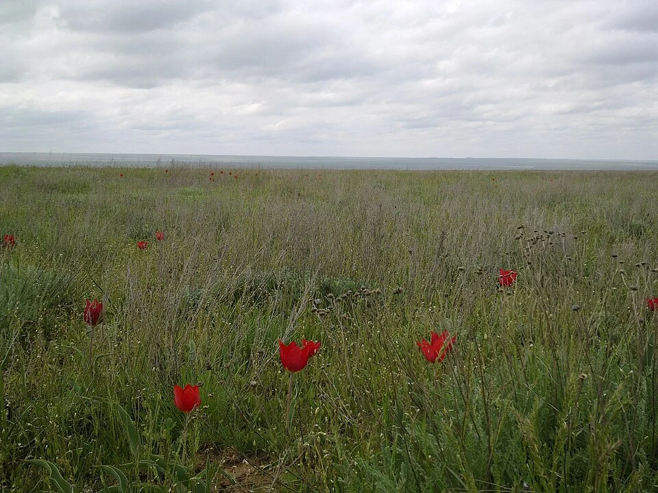 Как отдыхаем 18 февраля 2026 года в Республике Калмыкия